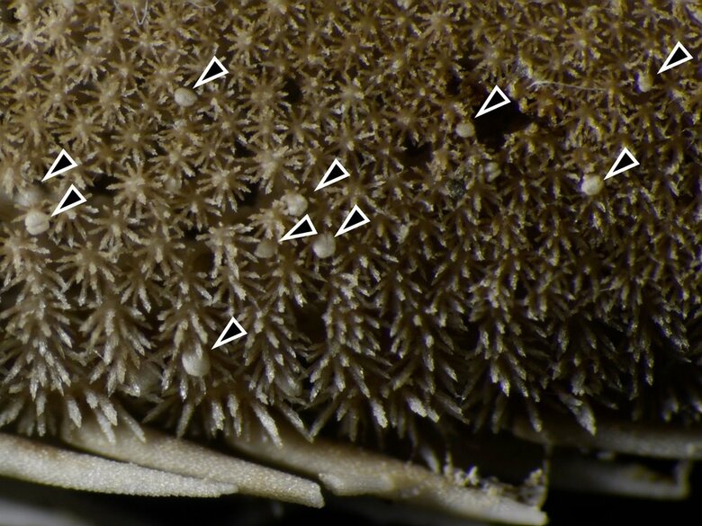 サザレスナヒトデの棘（画像提供：アクアマリンふくしま）