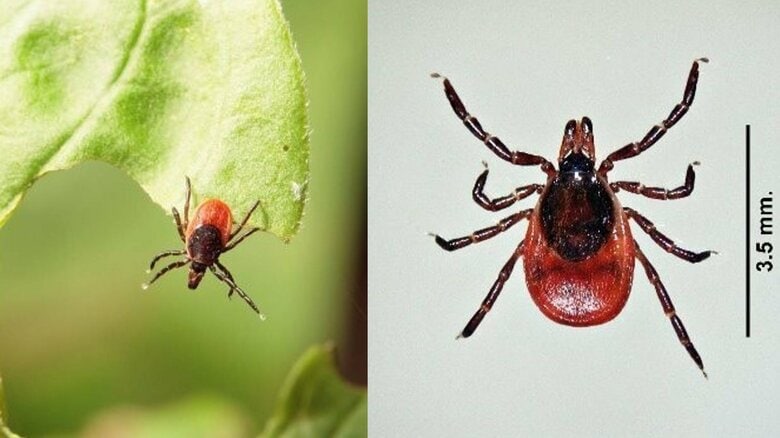ライム病の感染源となる「シュルツェマダニ」（写真提供：北海道立衛生研究所）