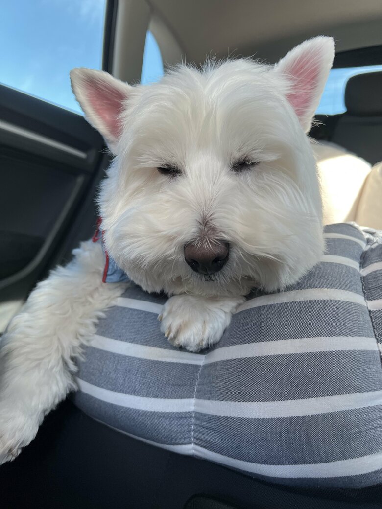 お出かけ前に眠くなっちゃうブレアちゃん