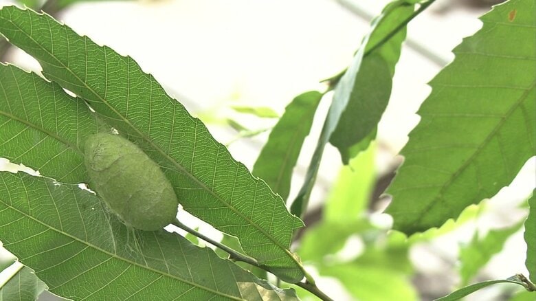 天蚕の繭