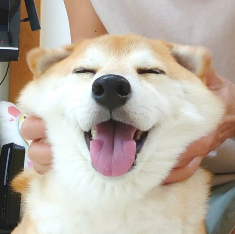 提供：柴犬チャーミーさん