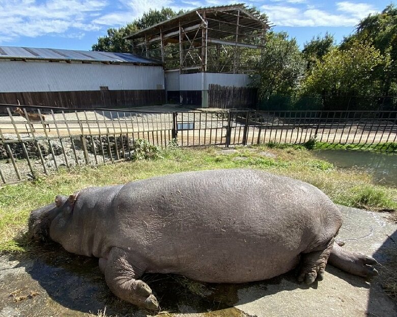 アザラシのよう…（提供：那須サファリパーク）