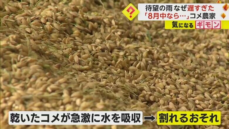 乾いた米は、急に水を吸って割れてしまう可能性も