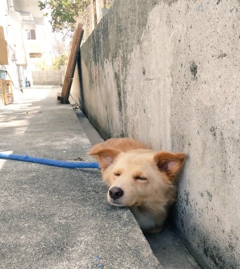 ご機嫌顔の大吉くん