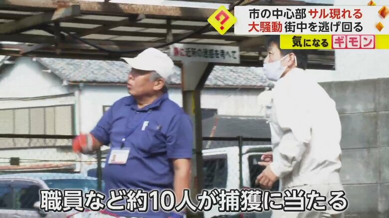 サルの捕獲に当たる県や市の職員