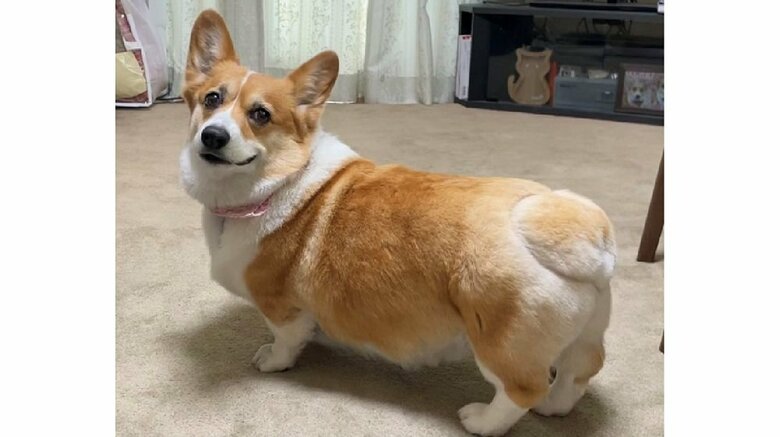 コーギーのはなちゃん