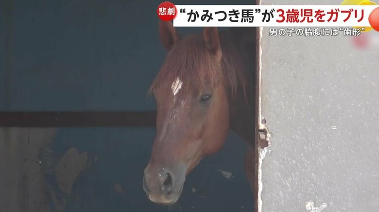 申し訳なさそうにこちらを見つめる“かみつき犯”の馬（IHA）