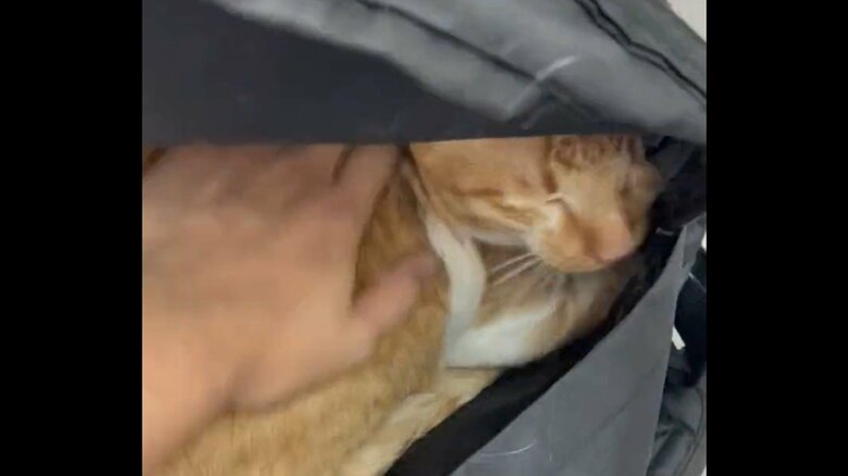 診察台での様子その4。飼い主さんになでられ安心