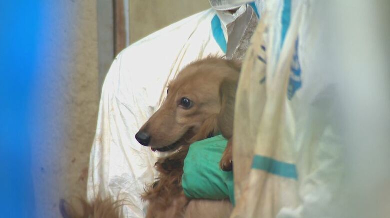 犬虐待事件の家宅捜索（長野県松本市　2021年9月）