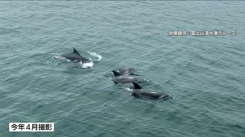 上から2頭は赤ちゃんイルカ（2024年撮影）