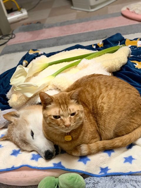 エンくんが旅立った時（提供：エンとちぃさん）