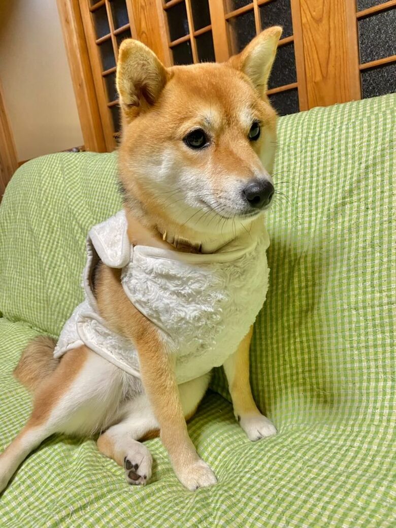 提供：shiba_mugi_さん