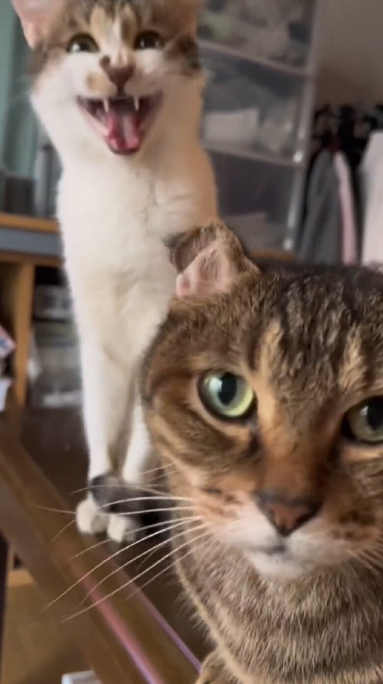 ミミちゃんは「にゃー」としきりに鳴く