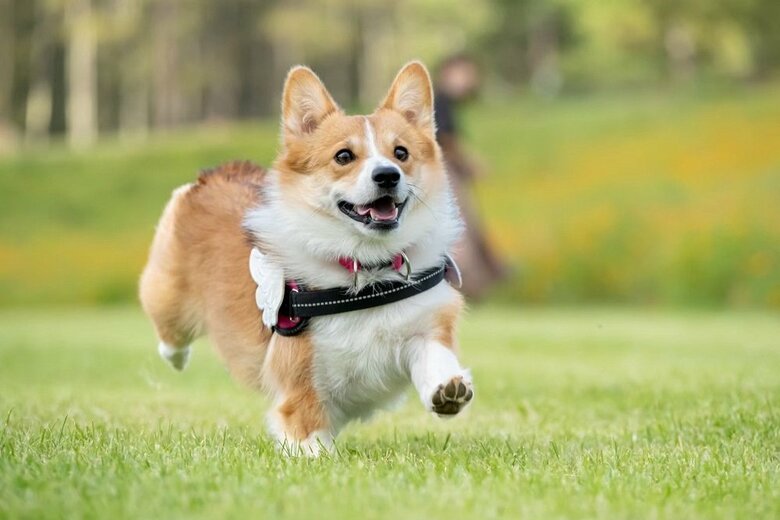 走るせこむちゃん！