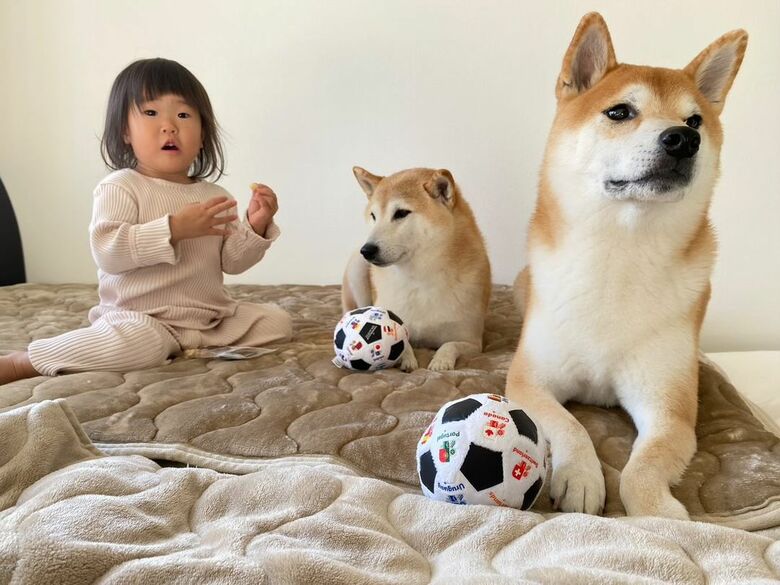 左：娘さん　中央：豆介くん　右：コロ介くん　（提供：柴犬Mamesuke・Korosuke大阪さん）