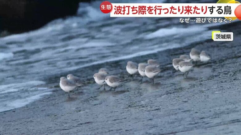 まるで子ども達のように｢ワァー」っと逃げるように走り出す鳥の群