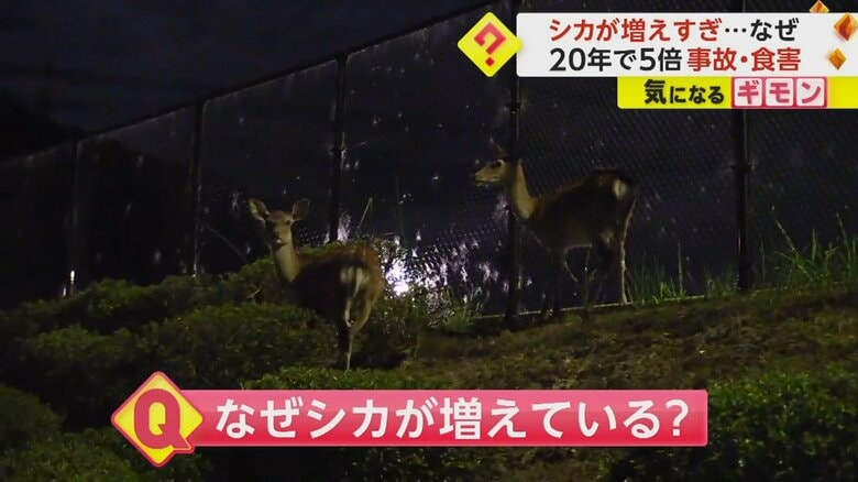 夜、フェンスの近くにいる2匹のシカ