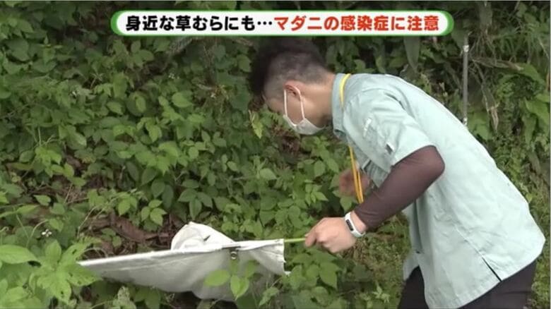 マダニを探す静岡県環境衛生科学研究所の鈴木秀紀さん