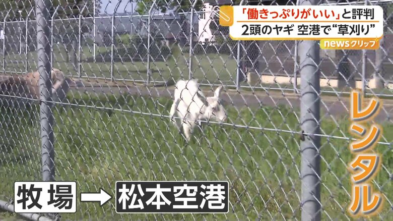 松本空港で草を食べるヤギ