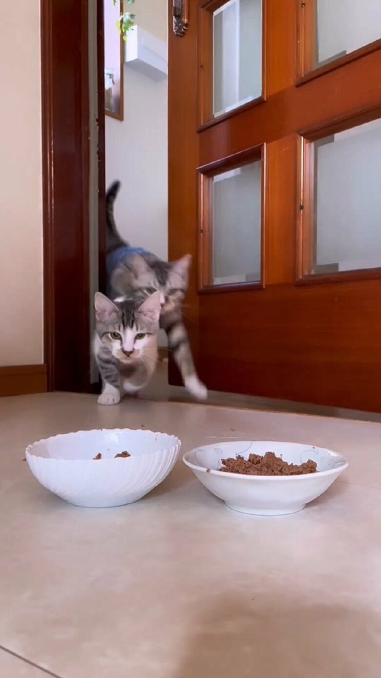 駆け込んでくる2匹