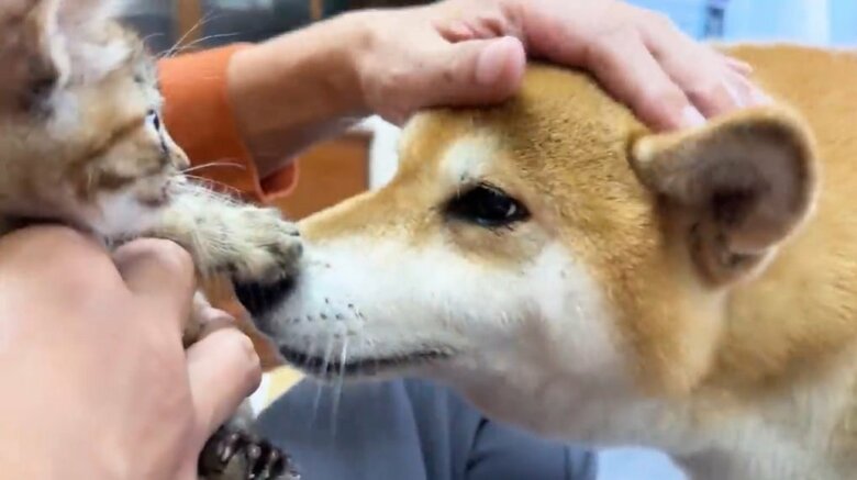 リナちゃんをクンクン