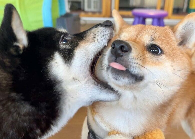 提供：豆柴あさのんさん