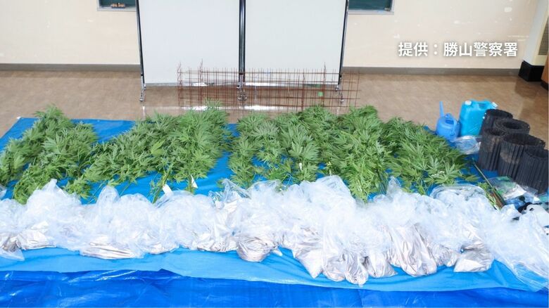 押収された大麻草