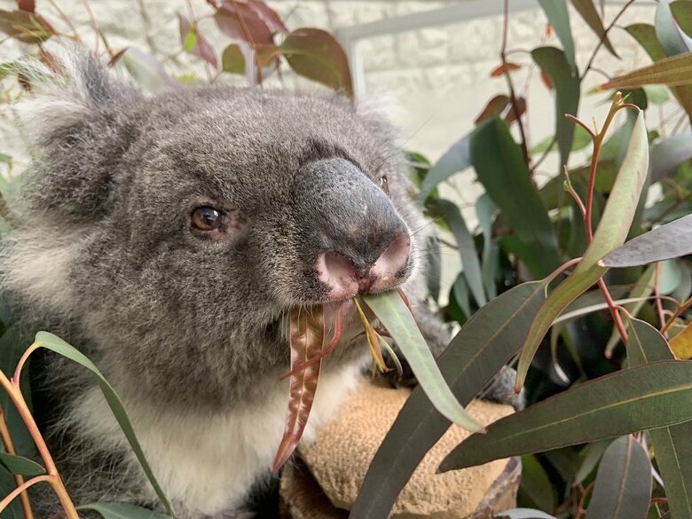もぐもぐ（提供：イングランドの丘）
