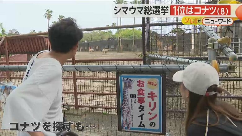 「シマウマ総選挙」で1位となったコナツを探す人の姿
