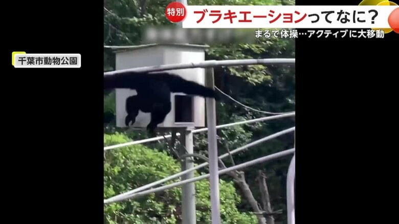 ハイテンションで、鳴き声を上げながらパイプの上を走るハートちゃん