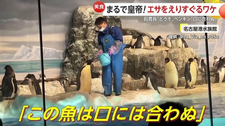 飼育員の手にくちばしを当てて拒否するペンギン