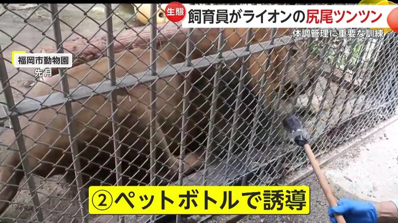 ペットボトルで誘導する飼育員（提供：福岡市動物園）