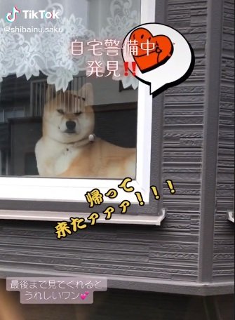 飼い主さんを待つ朔くん