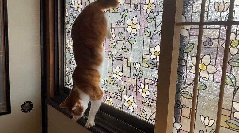 別の場所でもすることがある　玄関横の窓で逆立ちUターン