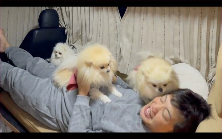 パパの取り合い（提供：愉快な3姉妹ポメラニアンちゃんねるさん）