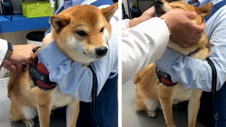 注射も平気なむぎまるくん（左）。動物病院の先生に褒められてうれしそう