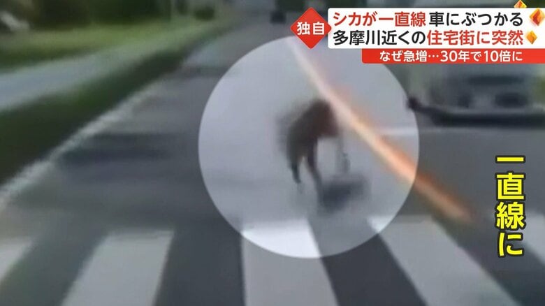 車に向かってきたシカ