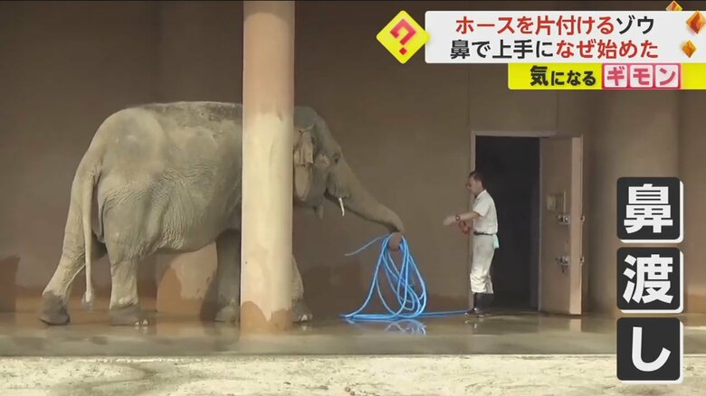 ゾウがホースを鼻で巻いて、飼育員に渡す様子⑥