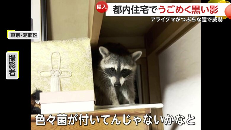 可愛いと感じつつ距離を置いたという撮影者（FNN投稿サイト「ビデオPost」）