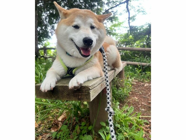 散歩を満喫（提供：柴犬 sasuke_紗助さん）