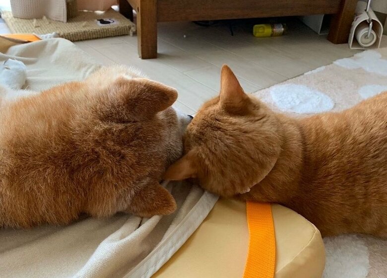 エンくんとちまきくん