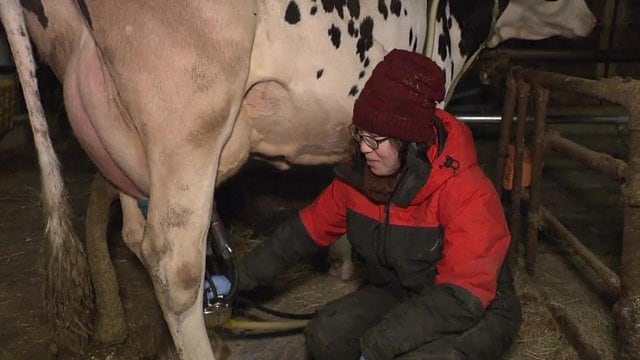 ウシの体調を見ながら搾乳作業