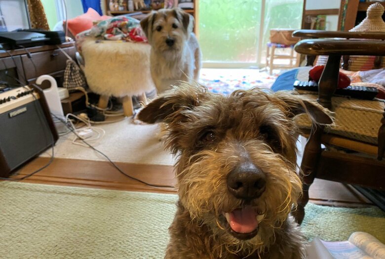 晴れやかな表情の兄犬くんと妹犬ちゃん