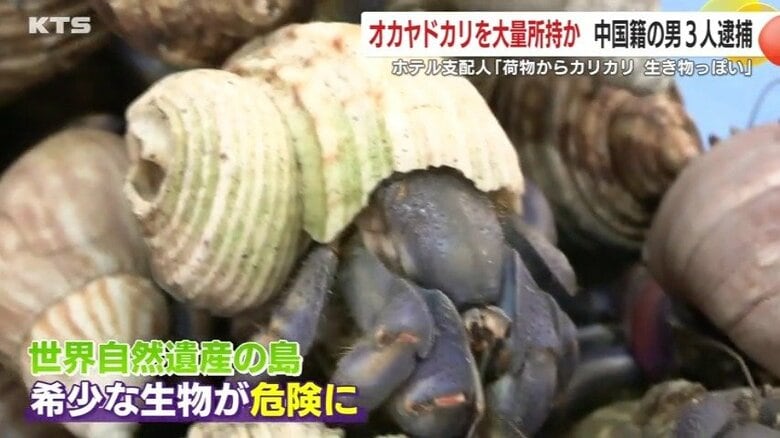 世界自然遺産の島で希少生物が危険にさらされている