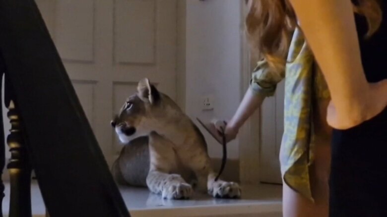 飼い慣らされてる様子のライオン