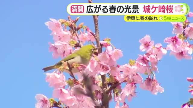 伊東に春の訪れ　大島桜と緋寒桜が自然交配した「城ケ崎桜」が満開