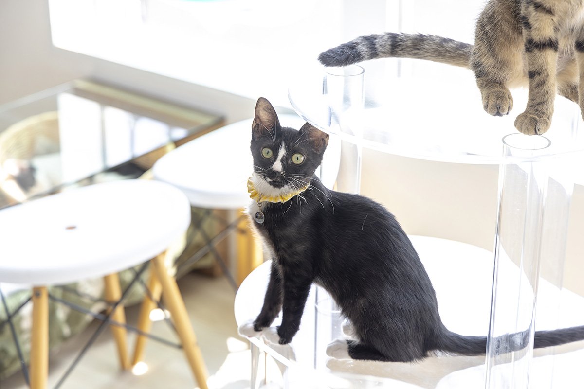 保護猫活動の一助となる透明なキャットタワー販路開拓をサポート