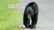 「顔が血だらけで真っ赤に」狩猟中のハンターが山中でクマに襲われる 猟友会70代男性が顔面に大けが 岩手・大槌町