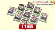 レッサーパンダの“トレカ”が人気　飼育する8匹をモデルに11種類　スマホかざすとレッサーパンダが動くレアカードも　福井・西山動物園　