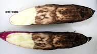 “サツマイモが腐る病気”まん延　「宮崎紅」栽培面積の“50%”被害に　焼酎作る酒蔵にも影響【宮崎発】